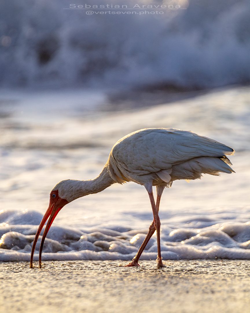 Photograph of an ibis digging its bill into the sand on the beach with waves crashing in the background. Photograph by Sebastian Aravena