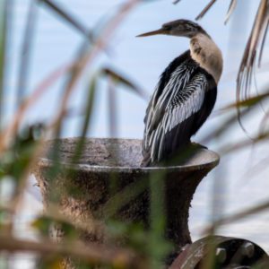 Anhinga on a Fountain Framed by Grass