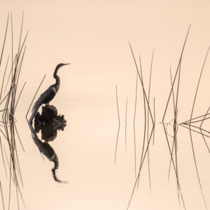 Reflections of an Anhinga on a Stump
