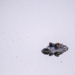 Alligator Peeking Above the Water's Surface