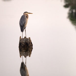 Great Blue Heron reflecting on a Stump