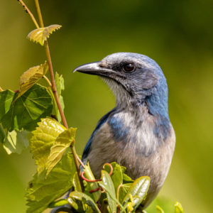 Angry Scrub Jay on a Vine