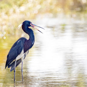 Tricolored Heron in the Spotlight