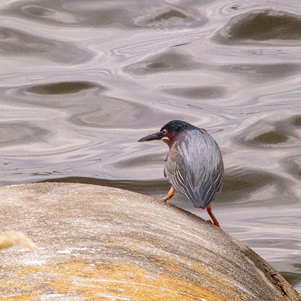 Photograph of a green heron standing on a water culvert. Photograph by Sebastian Aravena