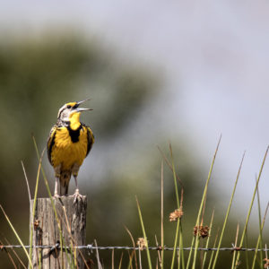 Eastern Meadowlark Singing on a Post