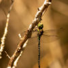 The Green Dragon on a Branch