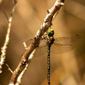 The Green Dragon on a Branch
