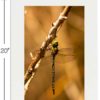 The Green Dragon on a Branch - Image 7