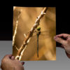 The Green Dragon on a Branch - Image 3