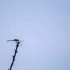 Green Dragonfly on a Branch