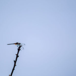 Green Dragonfly on a Branch