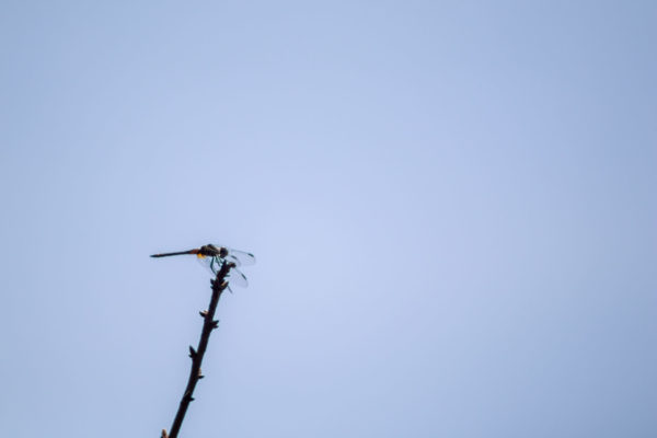 Green Dragonfly on a Branch