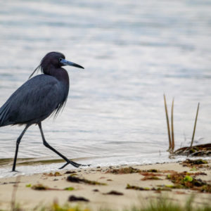 Little Blue Heron on the Beach