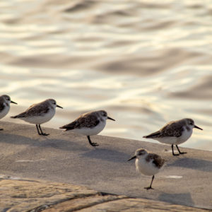 Pipers in a Row
