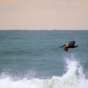 Brown Pelican Pulling Away from a Closeout