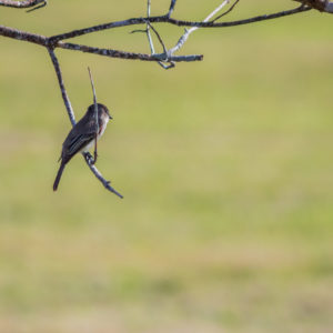 Eastern Phoebe Swinging on a Twig