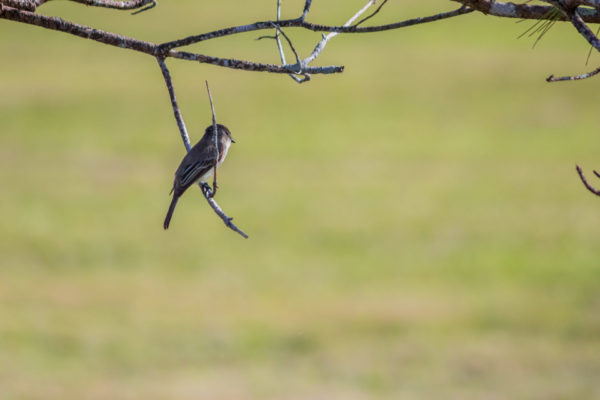 Eastern Phoebe Swinging on a Twig