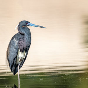 Tricolored Heron in Motion