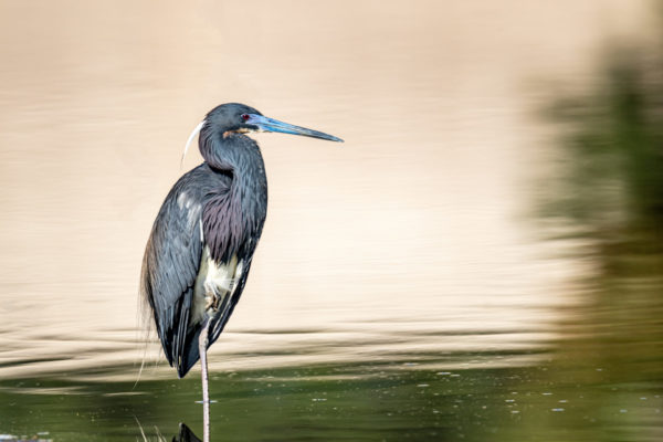 Tricolored Heron in Motion