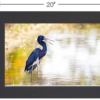 Tricolored Heron in the Spotlight - Image 6