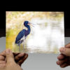 Tricolored Heron in the Spotlight - Image 2