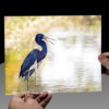 Tricolored Heron in the Spotlight - Image 3