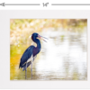 Tricolored Heron in the Spotlight - Image 5