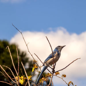 Valiant Scrub Jay