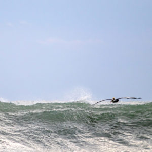 Victory at Sea and Still Surfing