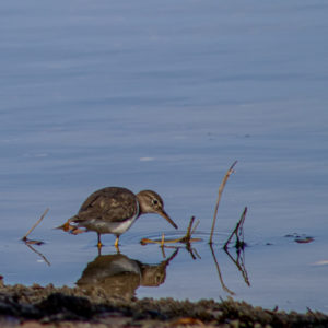 Spotted Sandpiper Wading for Minnows